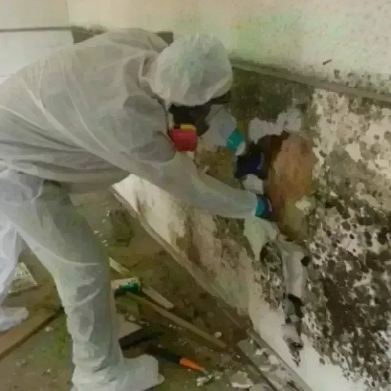 Mold Remediation and Removal in Hamilton County, IN